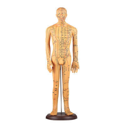 メリディアンチャート 包摂 針刺術 身体モデル 約5kg 異なる技術に適しています