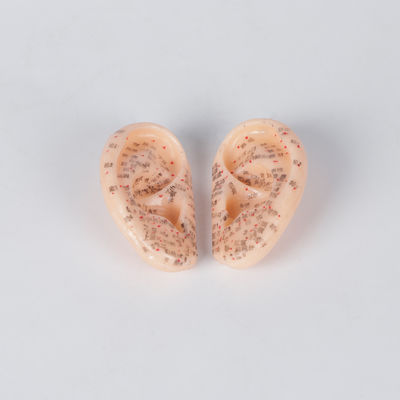 9cmの悪臭のない組ODMの医学の耳の刺鍼術モデル中国語