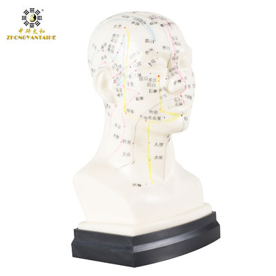 品質  Eco Friendly 20cm Head Acupuncture Body Model Without Effusion Liquid 工場