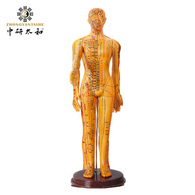 针刺針 针刺体型 現実的な外観 人間の体の詳細な表現 20/25/50/70cm 高さ