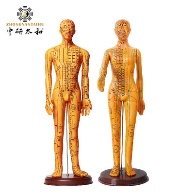 安全性と効率性のために約5kgの针刺体モデル