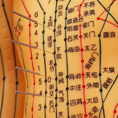 安全で正確な訓練のための针刺術の練習モデル