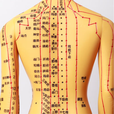 メリディアンチャート 包摂 針刺術 身体モデル 約5kg 異なる技術に適しています