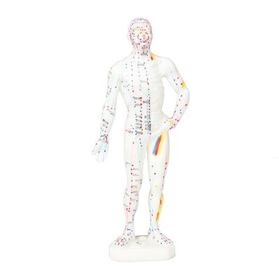 現実的な外観 針刺術モデル 詳細で実在的な人間の体像 約5kgの重量