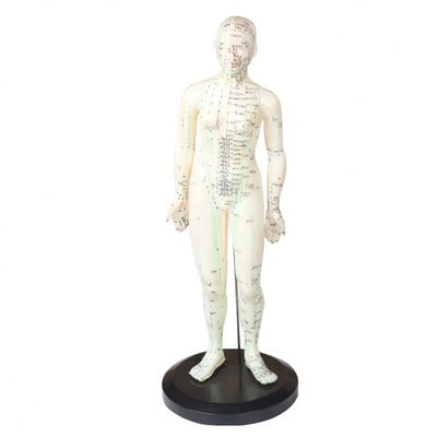 ポータブル 針刺身 身体 モデル 軽量 輸送 簡単 部品 含有 針刺身 中国 医療 装置