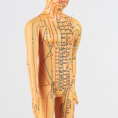 メリディアンチャート 包摂 針刺術 身体モデル 約5kg 異なる技術に適しています