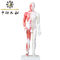筋肉を搭載する中国の刺鍼術ボディ モデル60/85/170cm